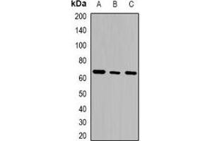Western blot analysis of GTPBP2 expression in THP1 (A), K562 (B), Jurkat (C) whole cell lysates. (GTPBP2 抗体  (N-Term))