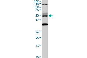 STAU2 monoclonal antibody (M01), clone 5C5.