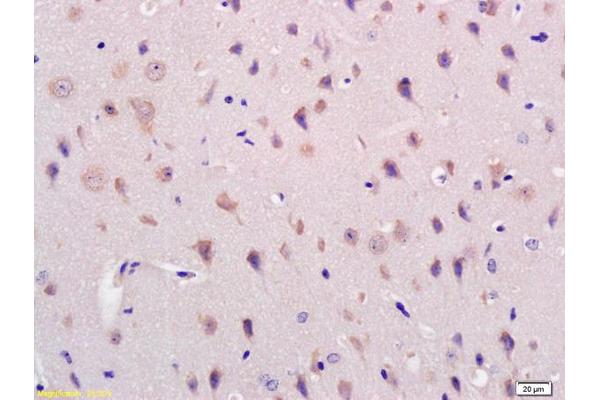 Acylglycerol Kinase 抗体  (AA 335-422)