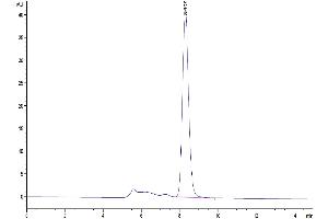 Size-exclusion chromatography-High Pressure Liquid Chromatography (SEC-HPLC) image for C-Type Lectin Domain Family 4, Member A (CLEC4A) (AA 70-238) protein (Fc Tag) (ABIN7274364)