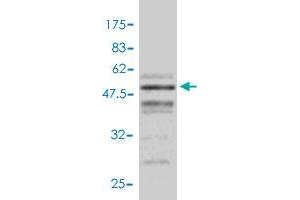 Western Blot detection against Immunogen (48. (VEGFB 抗体  (AA 1-207))