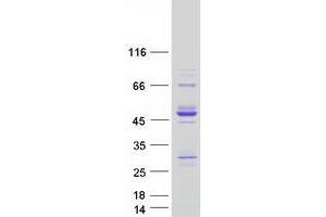 Validation with Western Blot (C15ORF38-AP3S2 Protein (Myc-DYKDDDDK Tag))