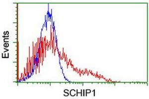 Flow Cytometry (FACS) image for anti-Schwannomin Interacting Protein 1 (SCHIP1) antibody (ABIN1500823) (SCHIP1 抗体)