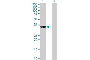 Western Blot analysis of MRPS2 expression in transfected 293T cell line by MRPS2 MaxPab polyclonal antibody. (MRPS2 抗体  (AA 1-296))
