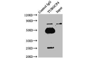 Western Blotting (WB) image for anti-Tubulin, gamma Complex Associated Protein 4 (TUBGCP4) (AA 203-309) antibody (ABIN7153569)
