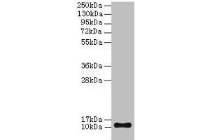Western blot All lanes: TMEM141 antibody at 2 μg/mL + Hela whole cell lysate Secondary Goat polyclonal to rabbit IgG at 1/10000 dilution Predicted band size: 12 kDa Observed band size: 12 kDa (TMEM141 抗体  (AA 1-108))