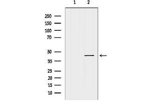 Western blot analysis of lysates from Mouse muscle, using wnt1 Antibody.