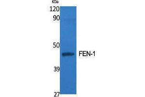 Western Blot (WB) analysis of specific cells using FEN-1 Polyclonal Antibody. (FEN1 抗体  (Internal Region))