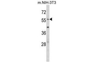 Image no. 1 for anti-Early Growth Response 1 (EGR1) (N-Term) antibody (ABIN452942) (EGR1 抗体  (N-Term))