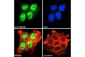 ABIN5539540 Immunofluorescence analysis of paraformaldehyde fixed A431 cells, permeabilized with 0. (HDAC6 抗体  (C-Term))