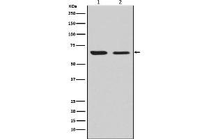 Western blot analysis of CRMP2 expression in (1) U87-MG cell lysate, (2) NIH/3T3 cell lysate.