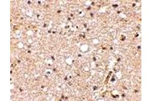 Immunohistochemistry (IHC) image for anti-Glutamate Receptor, Ionotropic, Kainate 1 (GRIK1) (Middle Region) antibody (ABIN1030944) (GRIK1 抗体  (Middle Region))