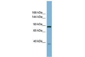 Western Blotting (WB) image for anti-Extended Synaptotagmin-Like Protein 3 (ESYT3) (Middle Region) antibody (ABIN2784016)
