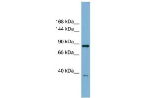 WB Suggested Anti-FAM62C Antibody Titration:  0. (ESYT3 抗体  (Middle Region))