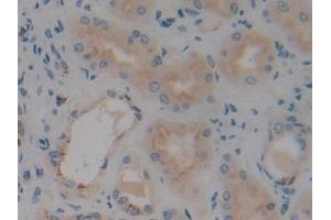 Detection of VNN1 in Human Kidney Tissue using Polyclonal Antibody to Vanin 1 (VNN1) (VNN1 抗体  (AA 389-497))
