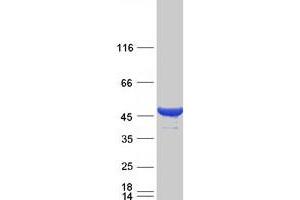 Western Blotting (WB) image for Cytohesin 2 (CYTH2) (Transcript Variant 1) protein (Myc-DYKDDDDK Tag) (ABIN2712816)