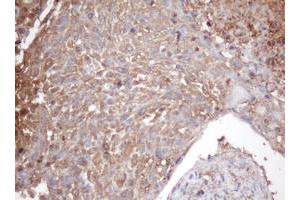 Image no. 1 for anti-Proteasome Subunit alpha 2 (PSMA2) (AA 50-234) antibody (ABIN1491567) (PSMA2 抗体  (AA 50-234))