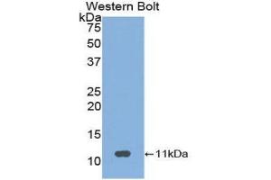 Western Blotting (WB) image for anti-Neuropeptide S (NPS) (AA 26-89) antibody (ABIN1860044) (NPS 抗体  (AA 26-89))