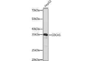 Western blot analysis of extracts of HepG2 cells, using CDC Rabbit mAb (ABIN1682192, ABIN3018455, ABIN3018456 and ABIN7101613) at 1:1000 dilution. (CDCA5 抗体)