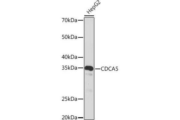CDCA5 抗体