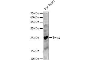 Western blot analysis of extracts of Rat heart, using Twist antibody (ABIN6133951, ABIN6149713, ABIN6149716 and ABIN6220170) at 1:500 dilution. (TWIST1 抗体  (AA 1-100))