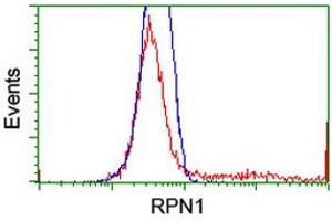 HEK293T cells transfected with either RC201554 overexpress plasmid (Red) or empty vector control plasmid (Blue) were immunostained by anti-RPN1 antibody (ABIN2455104), and then analyzed by flow cytometry. (RPN1 抗体)