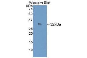 Western Blotting (WB) image for anti-Carbonic Anhydrase IV (CA4) (AA 19-283) antibody (ABIN5662061) (CA4 抗体  (AA 19-283))