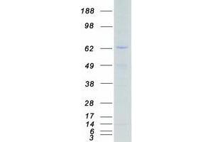MSK1 Protein (Transcript Variant 2) (Myc-DYKDDDDK Tag)