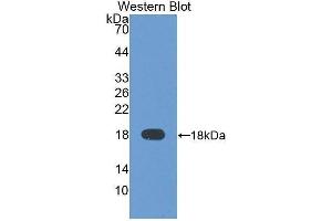 Western Blotting (WB) image for anti-alpha-Fetoprotein (AFP) (AA 31-171) antibody (ABIN1077783) (alpha Fetoprotein 抗体  (AA 31-171))