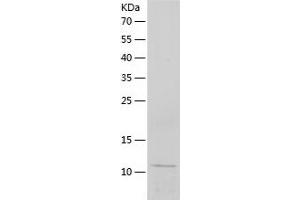 Western Blotting (WB) image for Apolipoprotein C-III (APOC3) (AA 21-99) protein (His tag) (ABIN7121870) (APOC3 Protein (AA 21-99) (His tag))