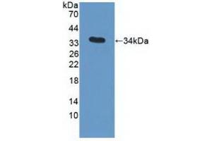 Western blot analysis of recombinant Human APOC3. (APOC3 抗体  (AA 21-99))
