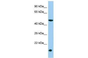 Host: Rabbit Target Name: MESDC1 Sample Type: HepG2 Whole Cell lysates Antibody Dilution: 1. (MESDC1 抗体  (N-Term))