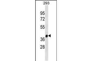 Western blot analysis in 293 cell line lysates (35ug/lane). (FANCL 抗体  (C-Term))