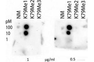 Dot Blot (DB) image for anti-Histone 3 (H3) (H3K79me) antibody (ABIN5706778)