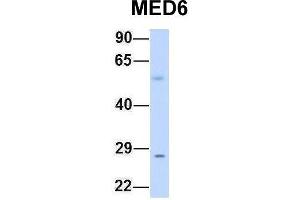 Host:  Rabbit  Target Name:  MED6  Sample Type:  Human Fetal Muscle  Antibody Dilution:  1. (MED6 抗体  (Middle Region))