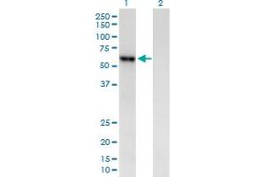 Western Blot analysis of AMY2B expression in transfected 293T cell line by AMY2B MaxPab polyclonal antibody. (AMY2B 抗体  (AA 1-511))