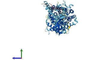 Protein Structure (PS) image for Chloride Channel 4 (CLCN4) (AA 1-760) protein (His tag) (ABIN7553504)