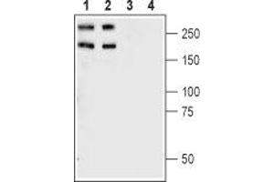 Western blot analysis of rat (lanes 1 and 3) and mouse (lanes 2 and 4) brain synaptosomal fractions: - 1,2. (Plexin A1 抗体  (Extracellular, N-Term))