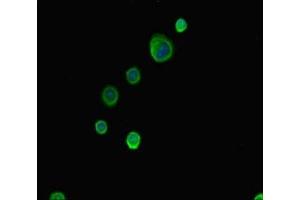 Immunofluorescent analysis of MCF-7 cells using ABIN7144942 at dilution of 1:100 and Alexa Fluor 488-congugated AffiniPure Goat Anti-Rabbit IgG(H+L) (ABCG8 抗体  (AA 176-413))