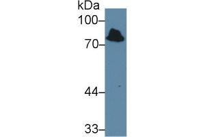Detection of IDS in Mouse Kidney lysate using Polyclonal Antibody to Iduronate-2-Sulfatase (IDS)