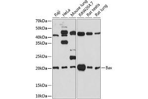 Western blot analysis of extracts of various cell lines, using Bax antibody (ABIN7265858) at 1:1000 dilution. (BAX 抗体)