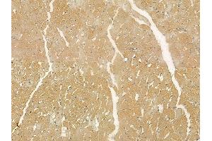 TIPRL Mouse Monoclonal Antibody at 1/100 staining rat heart tissue by IHC-P. (TIPRL 抗体)