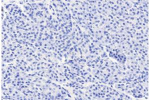ABIN185407 Negative Control showing staining of paraffin embedded Human Pancreas, with no primary antibody. (CCKBR 抗体  (Internal Region))