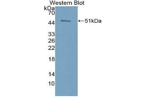 Western Blotting (WB) image for anti-Erythropoietin (EPO) (AA 28-193) antibody (ABIN3209696) (EPO 抗体  (AA 28-193))