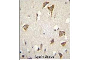 MYO6 Antibody (C-term ) (ABIN655513 and ABIN2845028) immunohistochemistry analysis in formalin fixed and paraffin embedded human brain tissue followed by peroxidase conjugation of the secondary antibody and DAB staining. (Myosin VI 抗体  (C-Term))