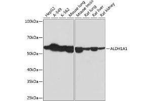 Western blot analysis of extracts of various cell lines, using  Rabbit mAb (ABIN7265531) at 1:1000 dilution. (ALDH1A1 抗体)