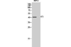 Western Blotting (WB) image for anti-Angiotensin II Receptor, Type 1a (AGTR1a) (Internal Region) antibody (ABIN3173922) (AGTR1a 抗体  (Internal Region))