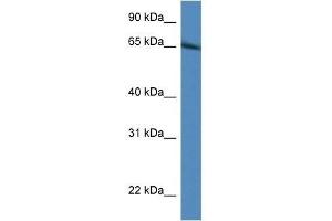 Western Blot showing Irf2bp1 antibody used at a concentration of 1. (IRF2BP1 抗体  (N-Term))