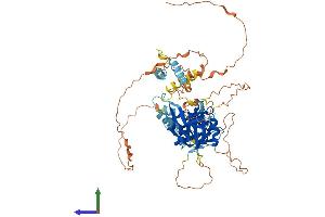 Protein Structure (PS) image for Aryl Hydrocarbon Receptor Nuclear Translocator-Like 2 (ARNTL2) (AA 1-579) protein (His tag) (ABIN7563656)