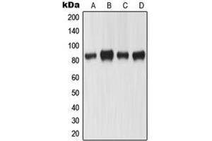 Western blot analysis of MLH1 expression in KNRK (A), HeLa (B), A431 (C), SW480 (D) whole cell lysates. (MLH1 抗体  (Center))